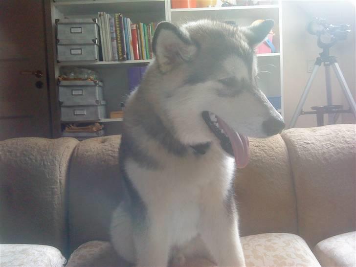 Alaskan malamute balto solgt billede 8