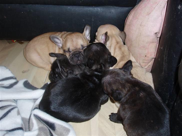 Fransk bulldog Balder - Balder og Botto sammen med sin søskene billede 11