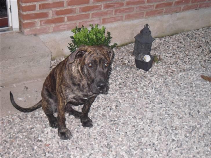 Mallorca Mastiff / Ca de Bou Bonzo billede 7