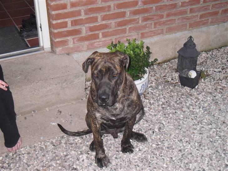 Mallorca Mastiff / Ca de Bou Bonzo billede 8