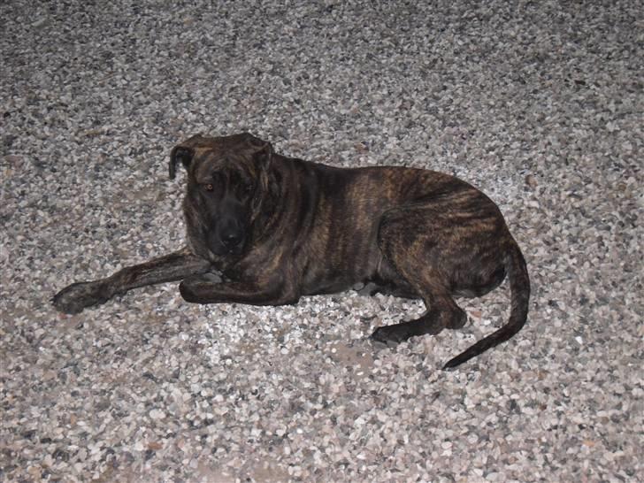 Mallorca Mastiff / Ca de Bou Bonzo billede 9