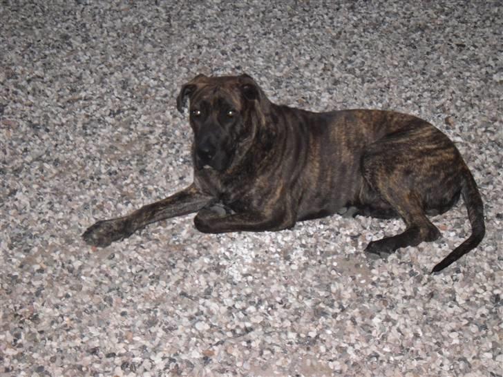 Mallorca Mastiff / Ca de Bou Bonzo billede 10