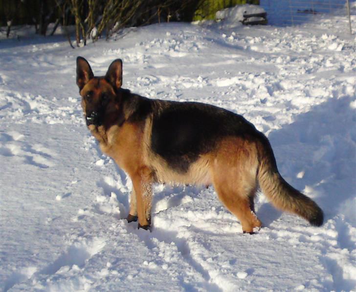 Schæferhund Alderslyst Ranja  billede 3