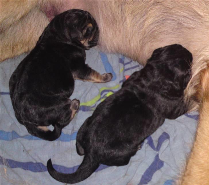 Schæferhund Alderslyst Ranja  billede 4