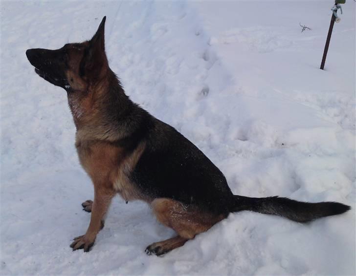 Schæferhund Alderslyst Ranja  billede 5