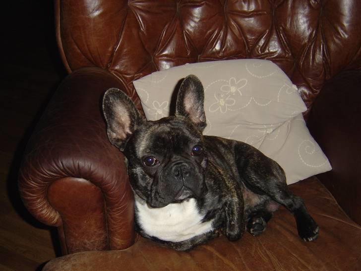 Fransk bulldog Mahjongs Tyson billede 1