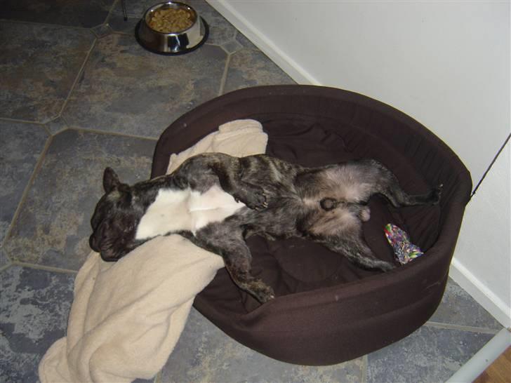 Fransk bulldog Mahjongs Tyson billede 2