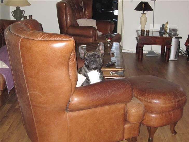 Fransk bulldog Mahjongs Tyson billede 3