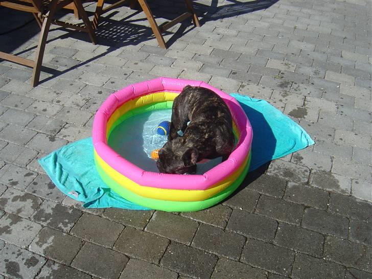 Fransk bulldog Mahjongs Tyson billede 4