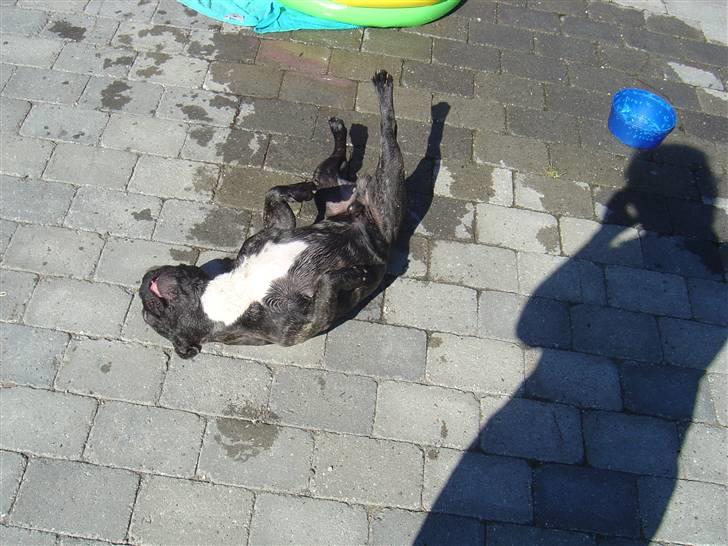 Fransk bulldog Mahjongs Tyson billede 5