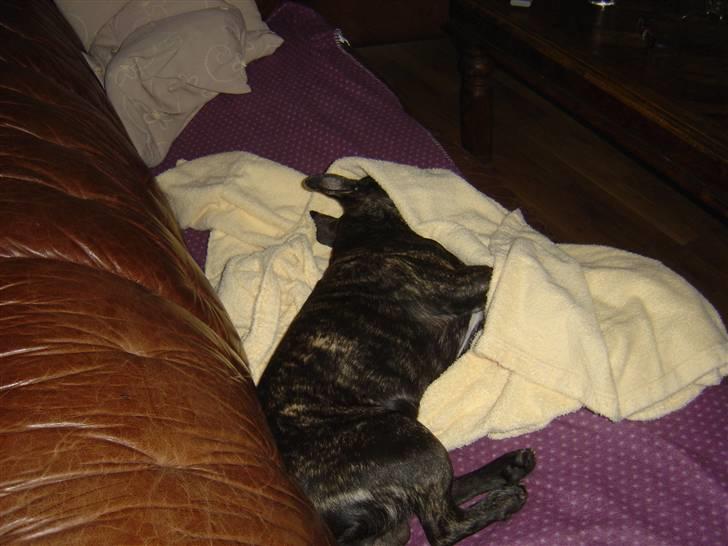 Fransk bulldog Mahjongs Tyson billede 6