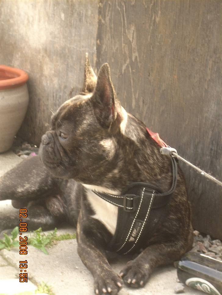 Fransk bulldog Mahjongs Tyson billede 7