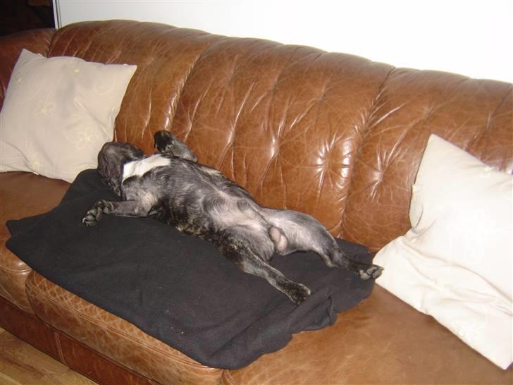 Fransk bulldog Mahjongs Tyson billede 8