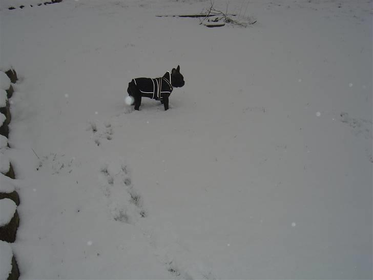 Fransk bulldog Mahjongs Tyson billede 9