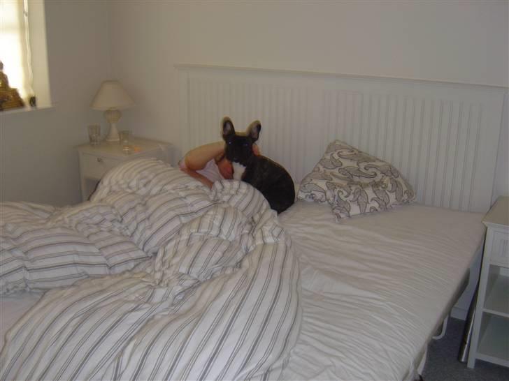 Fransk bulldog Mahjongs Tyson billede 10