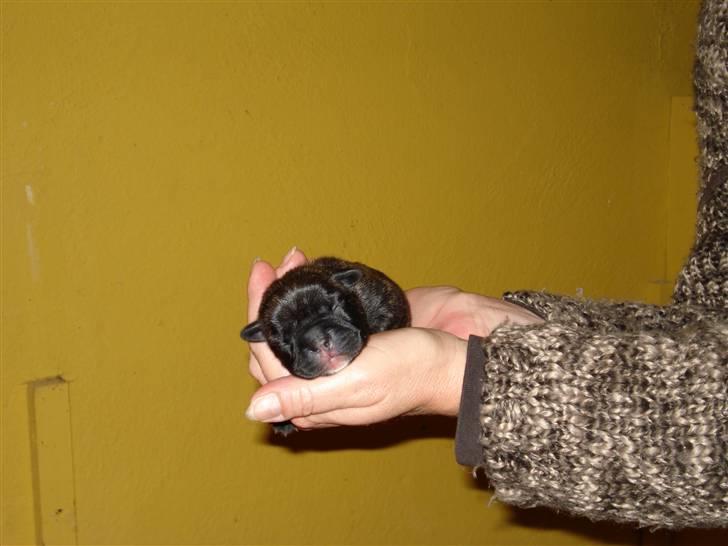 Fransk bulldog Mahjongs Tyson billede 11