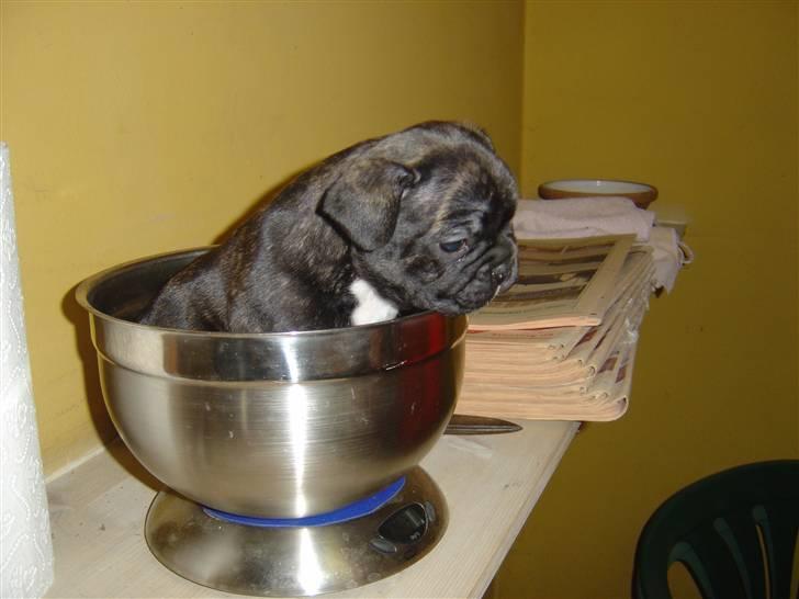 Fransk bulldog Mahjongs Tyson billede 12