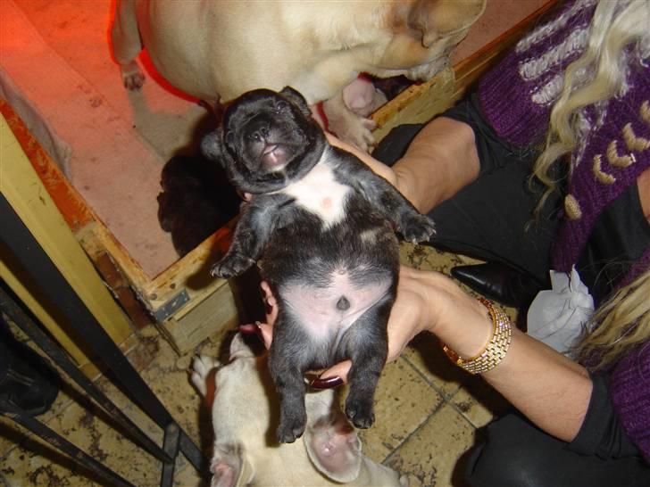 Fransk bulldog Mahjongs Tyson billede 13