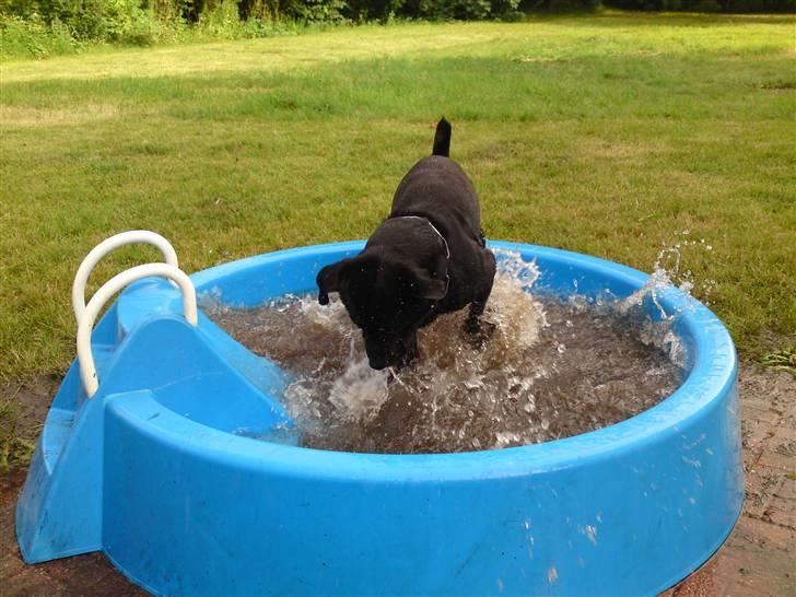 Rottweiler tais mega savnet billede 10