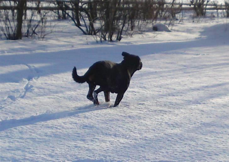 Rottweiler tais mega savnet billede 11