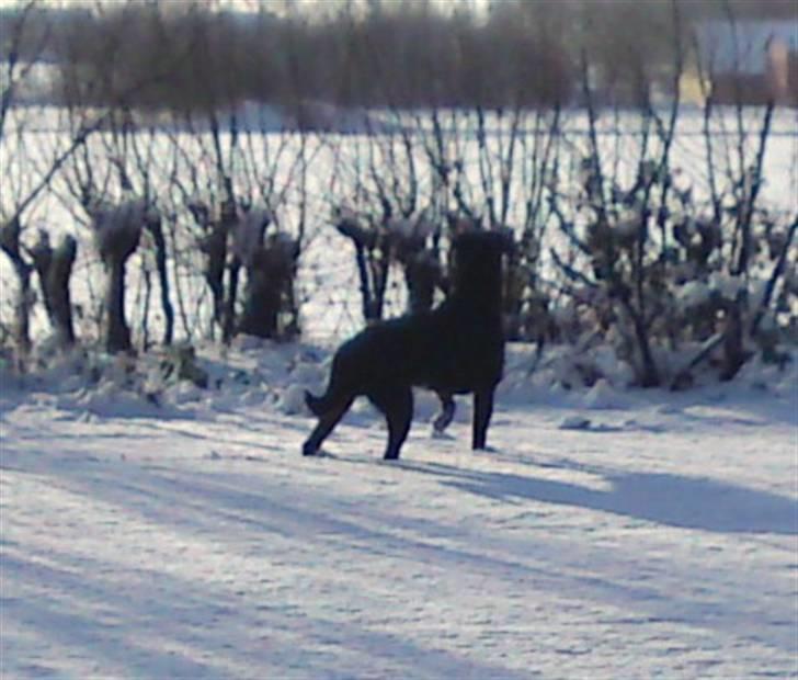 Rottweiler tais mega savnet billede 12