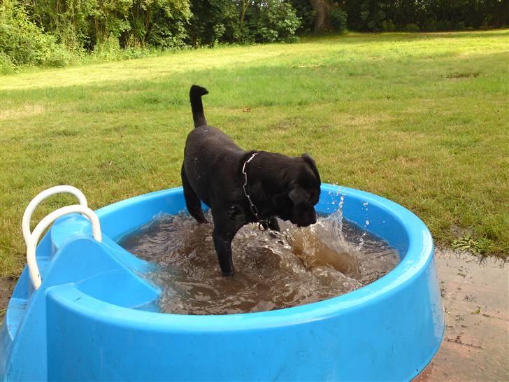 Rottweiler tais mega savnet billede 13