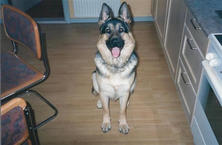 Schæferhund Bamse billede 6