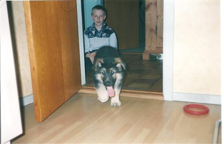 Schæferhund Bamse billede 7