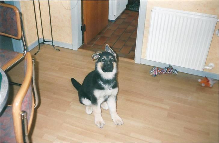 Schæferhund Bamse billede 8