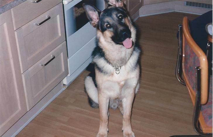 Schæferhund Bamse billede 9