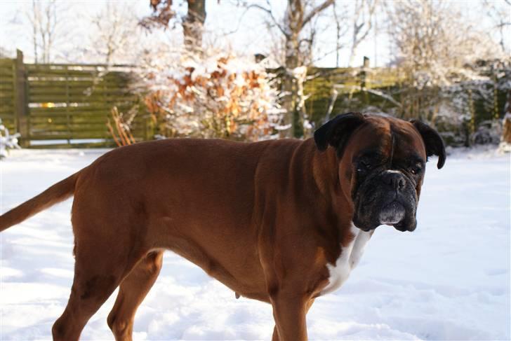 Boxer Verona ( Fie )  ( RIP 10. jan. 2011) - Vinter 2008 hun elsker sne billede 6