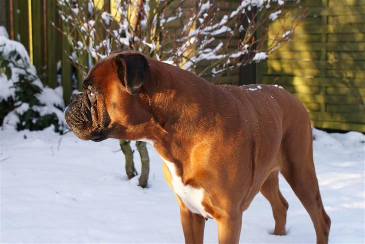 Boxer Verona ( Fie )  ( RIP 10. jan. 2011) - Vinter 2008 billede 7