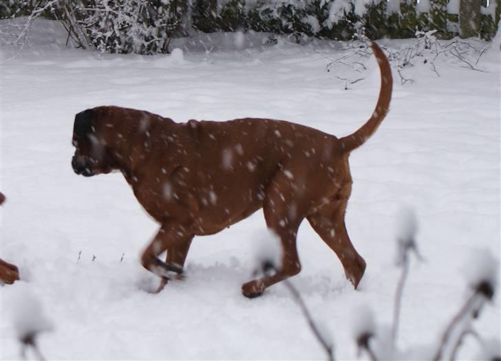 Boxer Verona ( Fie )  ( RIP 10. jan. 2011) - Vinter 2010 billede 5