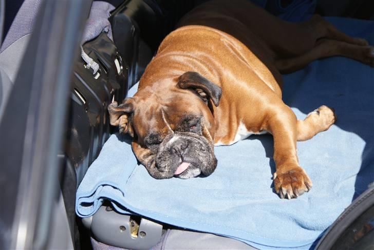 Boxer Verona ( Fie )  ( RIP 10. jan. 2011) - Fies favoritsted en tidlig forårsdag billede 8