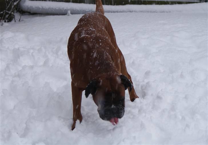 Boxer Verona ( Fie )  ( RIP 10. jan. 2011) - nyt sne smager dejligt. Vinter 2009 billede 9