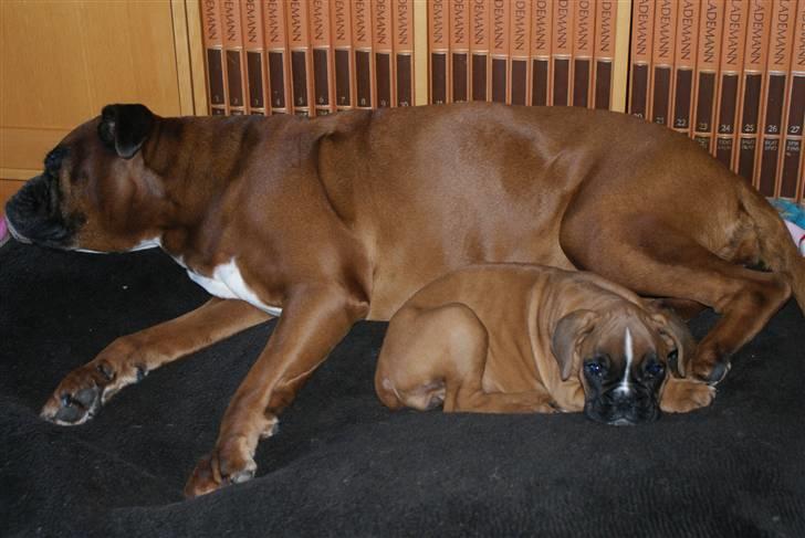 Boxer Verona ( Fie )  ( RIP 10. jan. 2011) - Ok Ok når den nu savner sin mor så meget billede 10