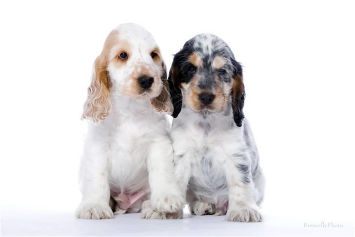 Cocker spaniel Minus billede 6