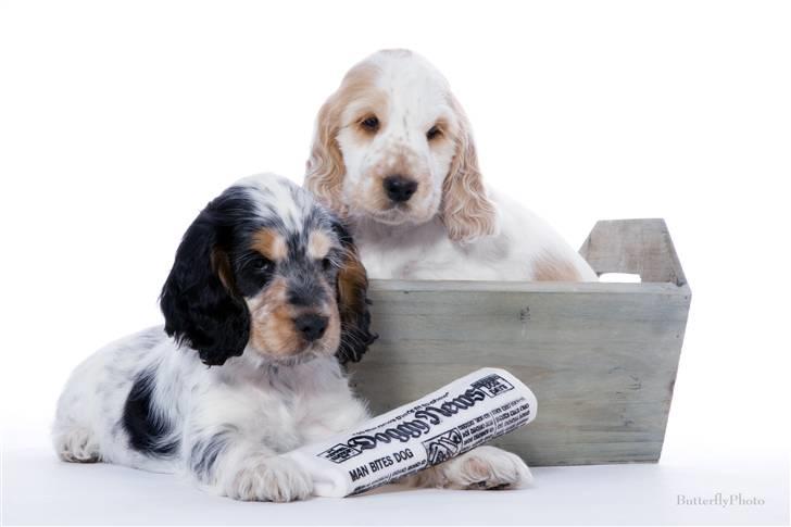 Cocker spaniel Minus billede 7