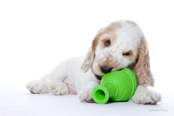 Cocker spaniel Minus billede 8