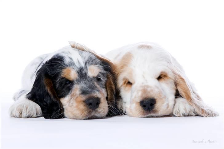 Cocker spaniel Minus billede 9