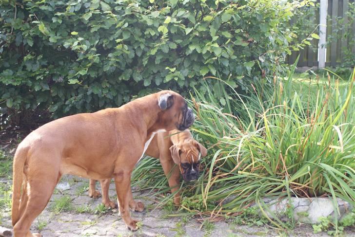 Boxer Verona ( Fie )  ( RIP 10. jan. 2011) billede 11