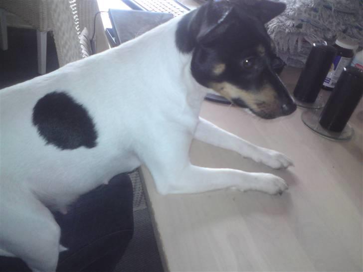 Dansk svensk gaardhund Carla - Ved og være godt tyk på mavsen billede 9