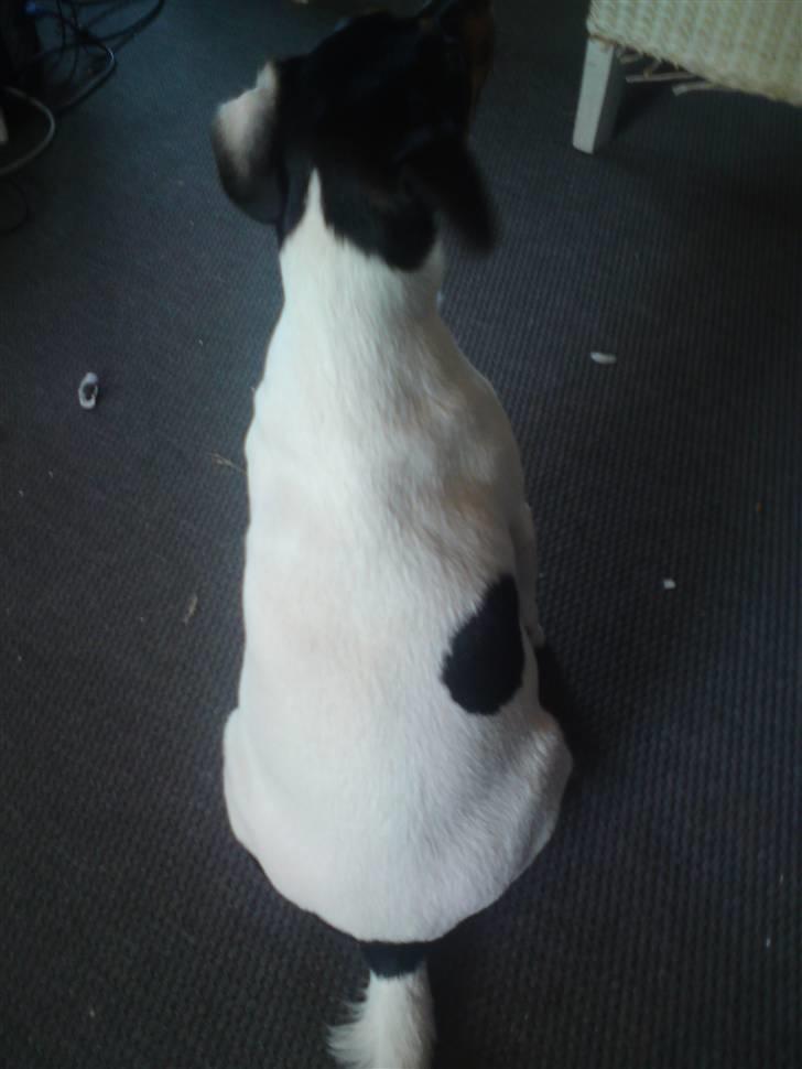 Dansk svensk gaardhund Carla - Og ja, så er det jo bare og vente... billede 10