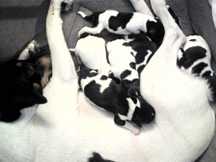 Dansk svensk gaardhund Carla - d.27-9-09 fra kl.7.00-9.45 fødte Carla 7 sunde og stærke hvalpe. 3 hanner og 4 tæver. billede 11