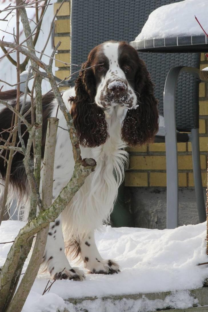 Engelsk springer spaniel Harley billede 9