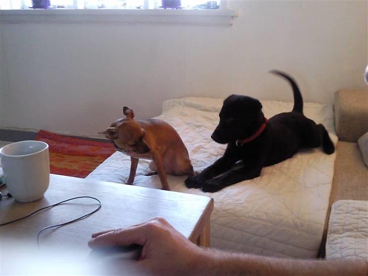 Labrador retriever Aya - Velkommen til Aya´s profil nyd billederne p.s. de er fra da hun var lille nu er hun en stor hvalp ca. 11 måneder=) billede 1