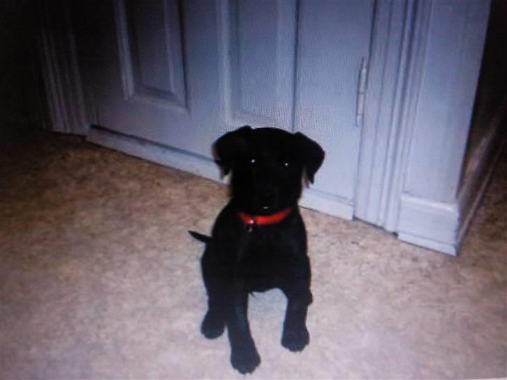 Labrador retriever Aya - hvad er det der du står med? billede 2