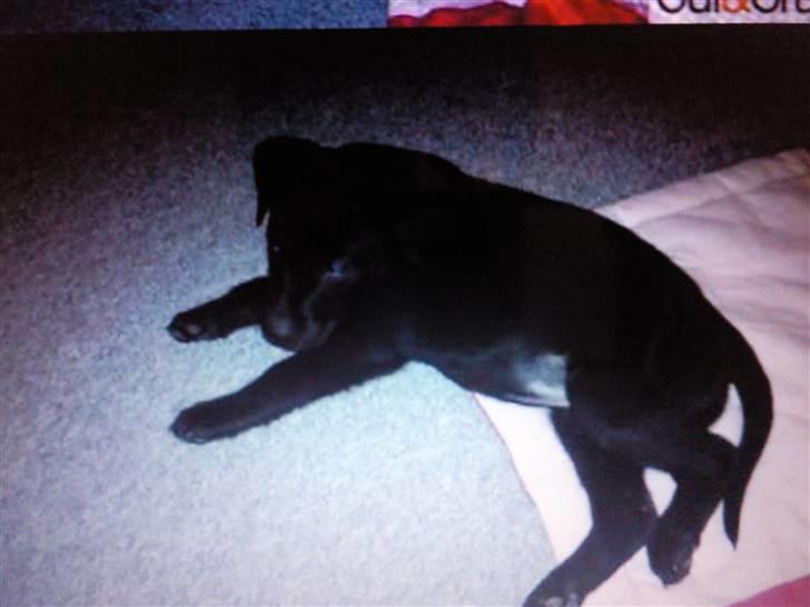 Labrador retriever Aya - ej hvor er det hårdt at være filmstjernehund ;) billede 3