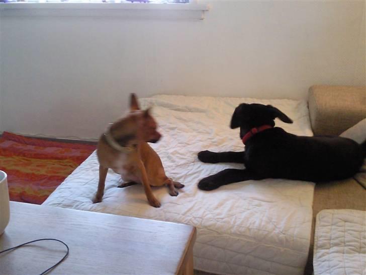 Labrador retriever Aya - ØV du er altid så kedelig=( billede 5