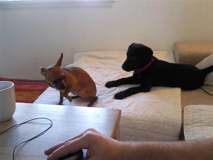 Labrador retriever Aya - vil du så lege nu?;D billede 6